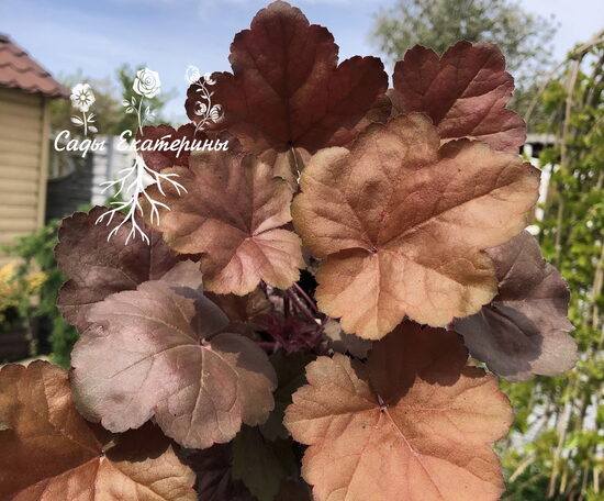 № 112  Brown Sugar